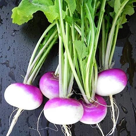 Creative Farmer Vegetable Seeds Turnip Seeds Hybrid Seeds - Turnip Purple Seeds Seeds For Planting Home Garden Seeds (B07N4717K1) Amazon Price History, Amazon Price Tracker