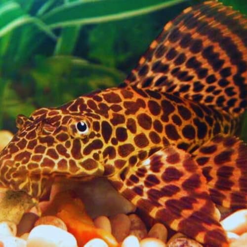 Leopard Sailfin Pleco Fish Pack Aquarium Freshwater Live
