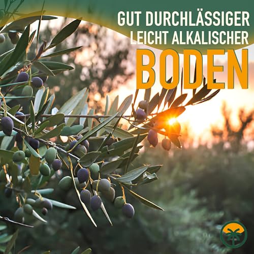Mediterranea Olivenbaum Olea Europaea 160 cm Frosthart bis -18°C mit Mediterranem Flair für Garten & Terrasse