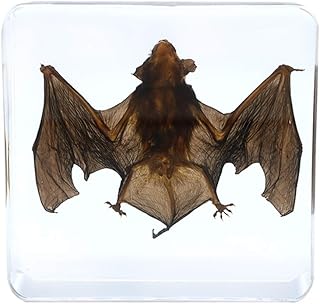 Taxidermy Real Bat Specimens Science Classroom Specimen for Science Education（75 * 75 * 20mm）