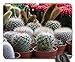Produktbild Mausepad Mini Cactus Spike Pflanzen Topf Kaktus Garten Grün Gedruckt Langlebig Rutschfest 25X30Cm Tastatur Schreibtisch Computer Laptop Standardgröße Tabelle Büro Gummi Spielmatte