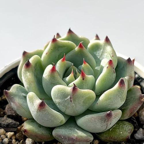 A hmGPxA u[t@R A GPxA 6cm|bg