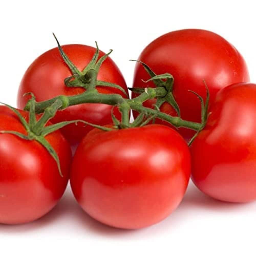 Tomato Plants 'Gardener's Delight', 9 x Full Plug Plant Pack, Tomato Plants Ready to Plant, Cherry Tomatoes, Premium Quality Tomatoes
