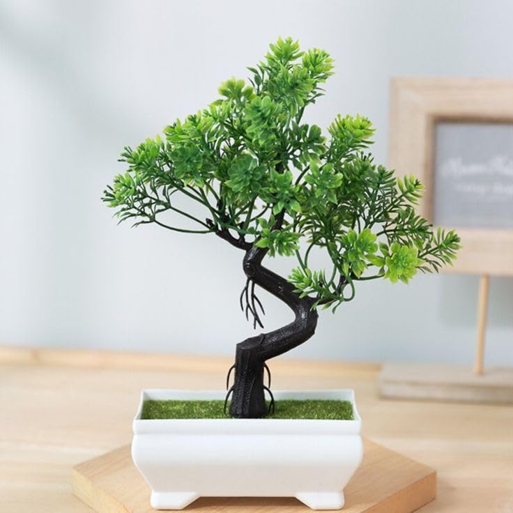China bot Plant for Home Indoor Live Plant- Ficus Tree marri baniyan - china banyan tree-Indoor Plants for Living Room|| live plant without pot, Pack of -1LOVING POOL 2-image-25