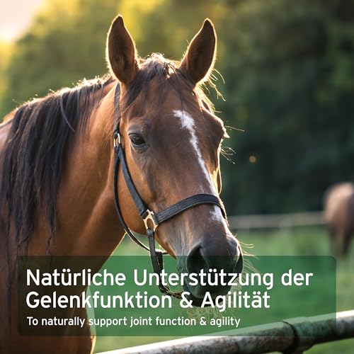 AniForte Afrikanische Teufelskralle für Pferde 1 kg – Natürliches Gelenkpulver für Pferde, Teufelskrallepulver für Gelenke, Sehnen & Bänder, für Agilität