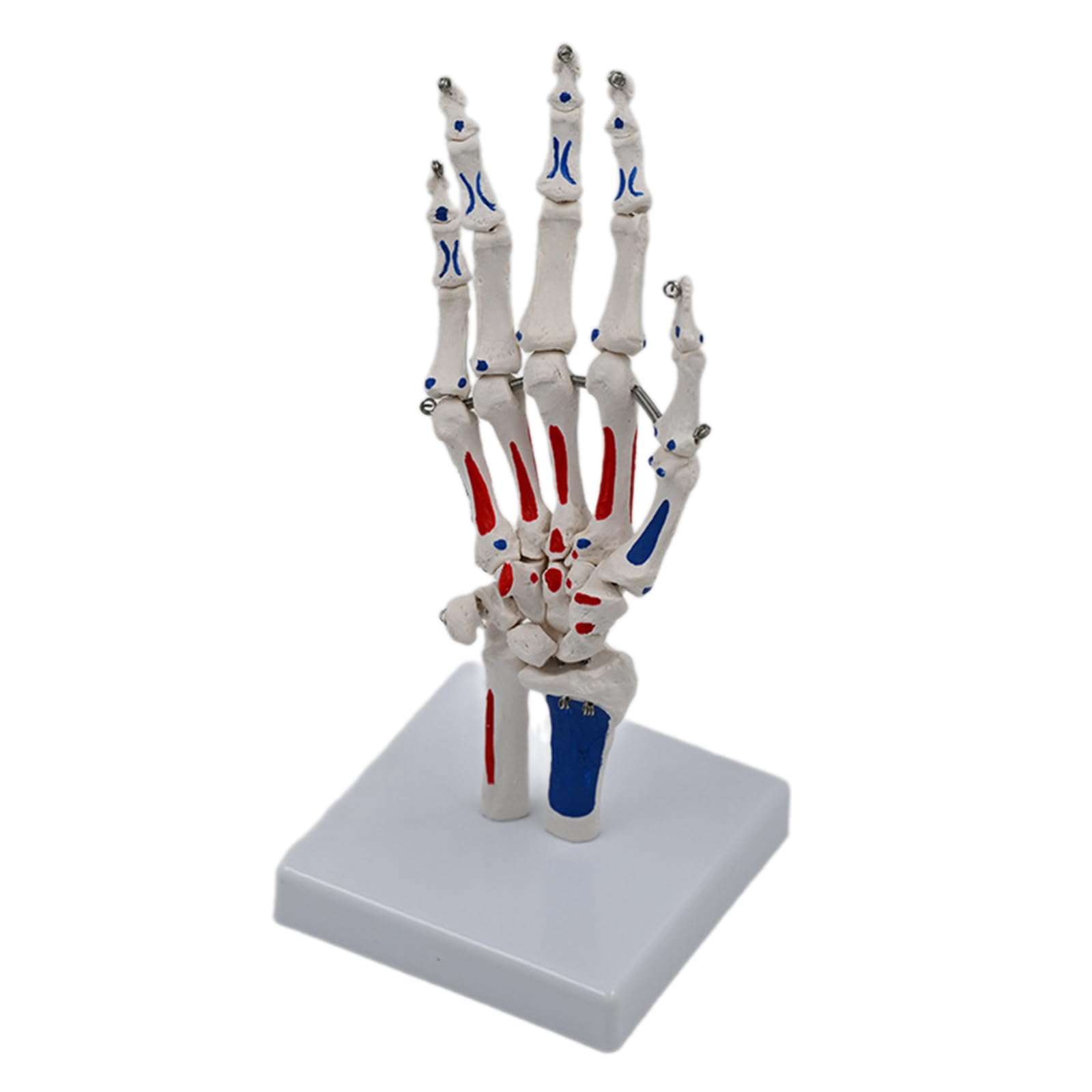 XuQiZZpp Human Hand Joint Model with Wrist Ulnaand PVC Hand Skeleton Model for Medicals Study and Science Classroom