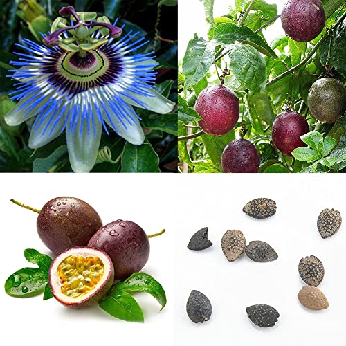 Haloppe 40 Unids Semillas de Fruta de la Pasión para la Plantación de Jardín en el Hogar, Tropical Exotic Vine Passion Purple Passiflora Edulis Fruit Plant Seeds
