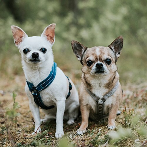 Hurtta Gepolstertes Hund-Geschirr, Y-Form