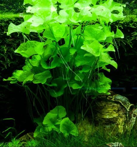 Nymphoides Sp Taiwan Tropical Aquarium Plant Stunning, Shrimp Safe (5)