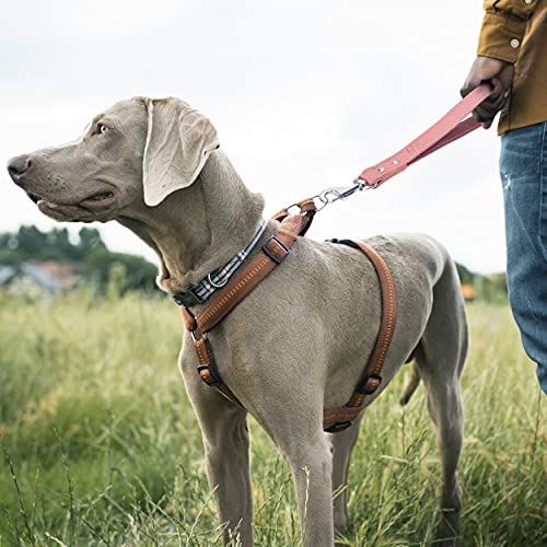 Riparo Guinzaglio corto in pelle - 30,5 cm di