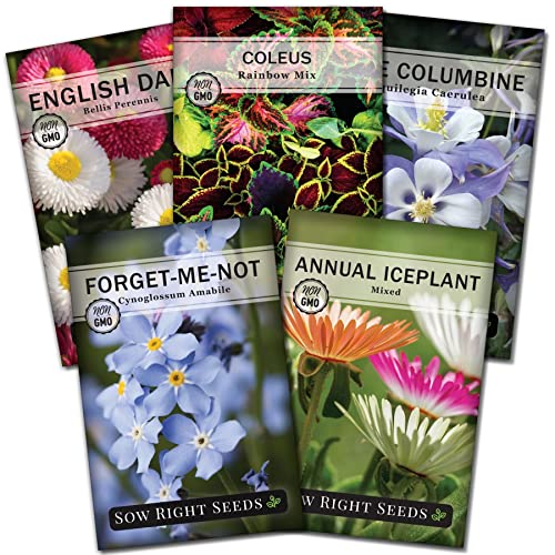 Sow Right Seeds - Part Shade Flower Seed Collection for Planting - Individual Packets Blue Columbine, Iceplant, English Daisy, Forget-me-not, and Coleus Rainbow Mix, Non-GMO Heirloom Seed to Grow