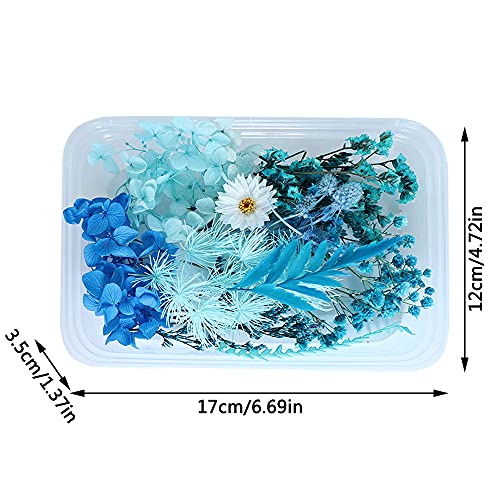 IWILCS 2 Scatole Set di Fiori secchi Fai da