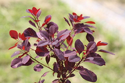 Winecraft Black Smokebush (Cotinus) Live Shrub, Rich Purple to Orange Foliage, 1 Gallon Winecraft Black Smokebush (Cotinus) Live Shrub, Rich Purple to Orange Foliage, 1 Gallon