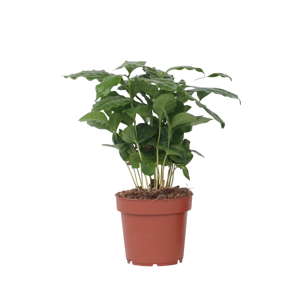 Plant in a Box - Kawowiec - Coffea arabica - Wysokość 25-40cm - Pot 12cm - Roślina doniczkowa - Zielony