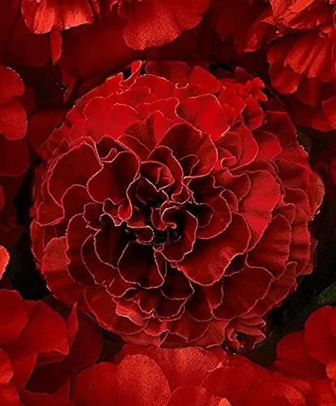 Image of Red Marigold Flower Seeds for Planting - Easy to Grow, Bright Blooms, Ideal for Home Garden & Pots(Pack of 100 Seed)