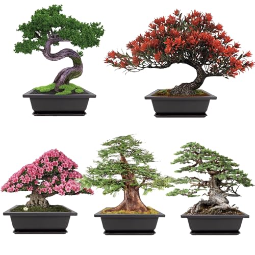 Meekear Growing into Blue Spruce, Dawn Redwood, Flame Tree, Judas Tree, Indoor Outdoor Home...