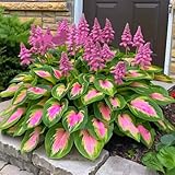 Hosta-Pflanzen (Funkien) - Schattenliebende Stauden mit elegantem Laub - Winterharte & pflegeleichte Gartenpflanzen für Beete & Kübel - Mehrjährig-3 zwiebel-G
