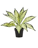 SMPLY. Planta Artificial de Diffembachia Camila - en Maceta de Plástico - Decoración de Interior y Exterior - Ideal en tu Hogar y Oficina - 40 cm