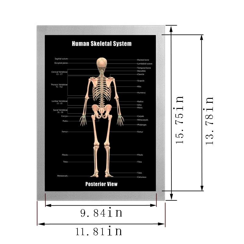 Image of Taanfu Body Educational Learning Posters - Skeletal & Digestive System Anatomy Art, Small Intestine & Villi Wall Art