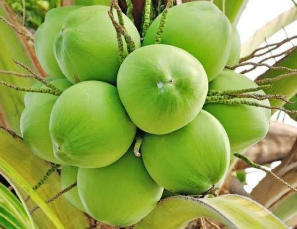 Balbasaur High Yield Rare Dwarf Coconut " Sunnangy " Live Plant - Leaf Green Coconut Live Plant Rare Kerala Coconut Tree Plant ( 1 Healthy Live Fruit Plant )