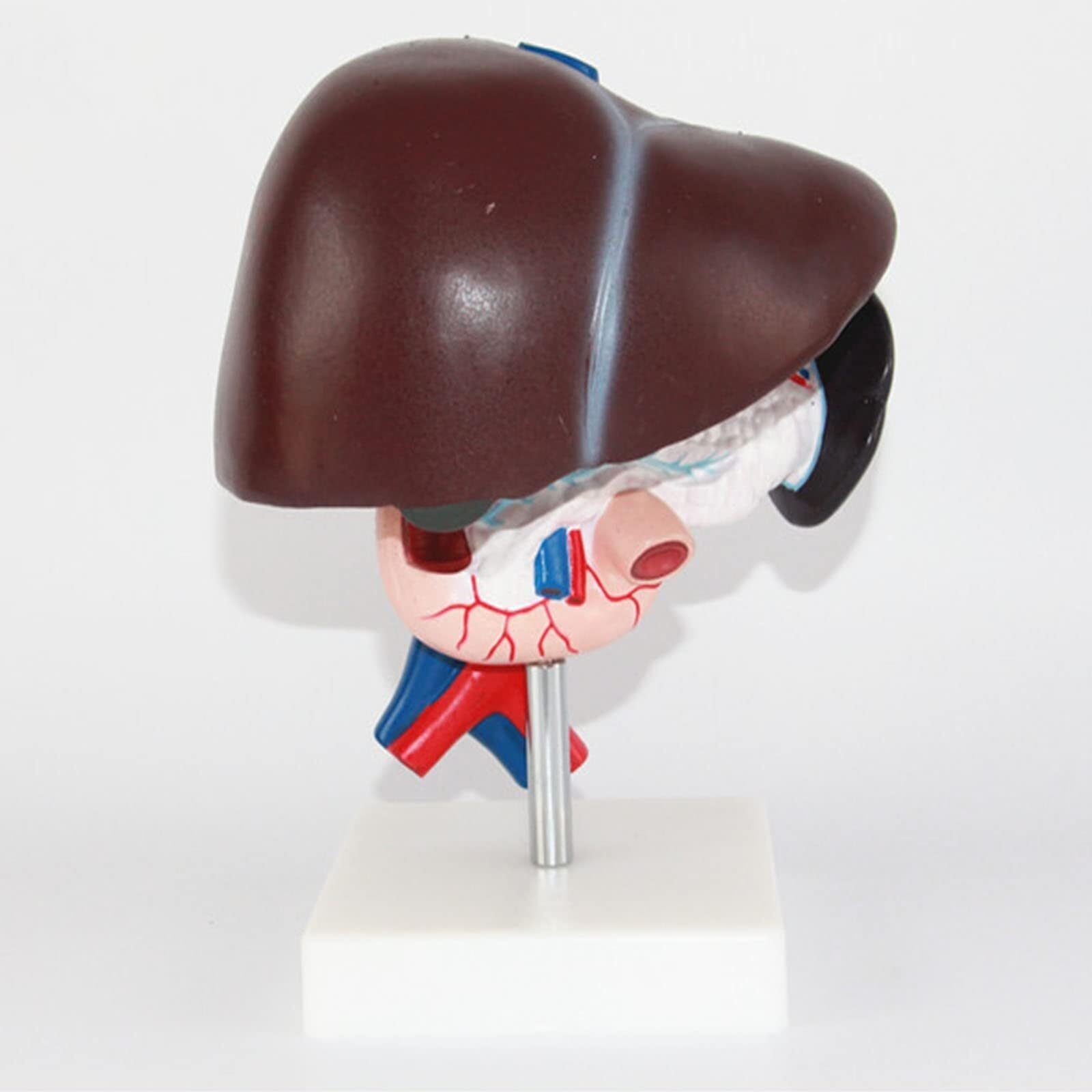 Human Organ Anatomical Model, Liver Anatomical Model, Human Liver, Pancreas, Duodenum Anatomical Model, PVC Material