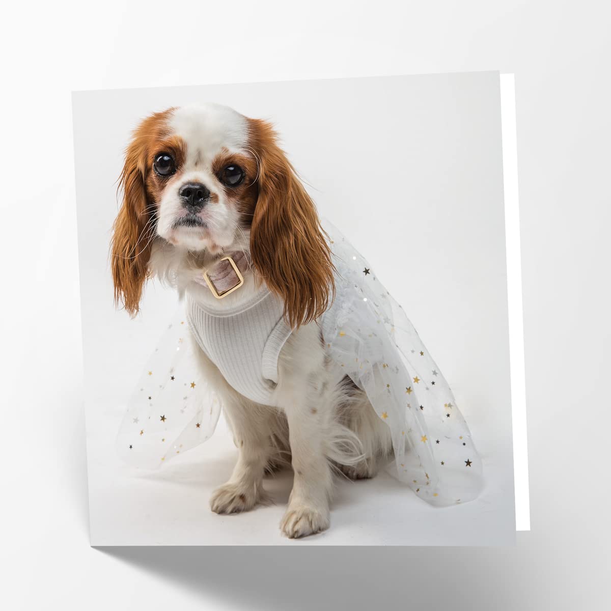 Maturi King Charles Dog Photographic Blank Birthday Greetings Card, 15.5 x 15.5 cm