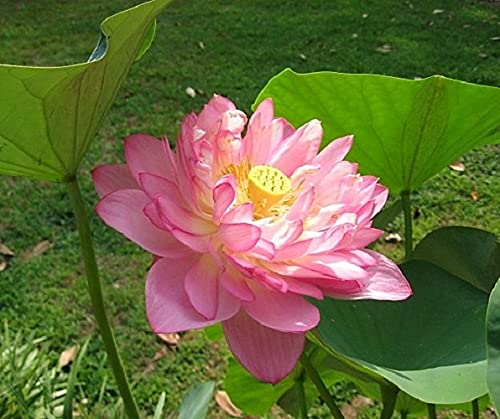 Momo botan Lotus Flower Seed- 10