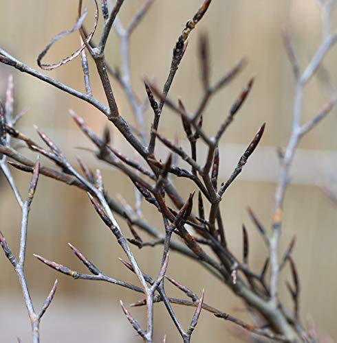 Hochstamm Geschlitztblättrige Rotbuche 80-100cm - Fagus sylvatica