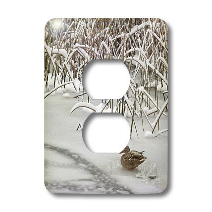 Plaque double prise de courant Canard colvert multicolore 3dRose