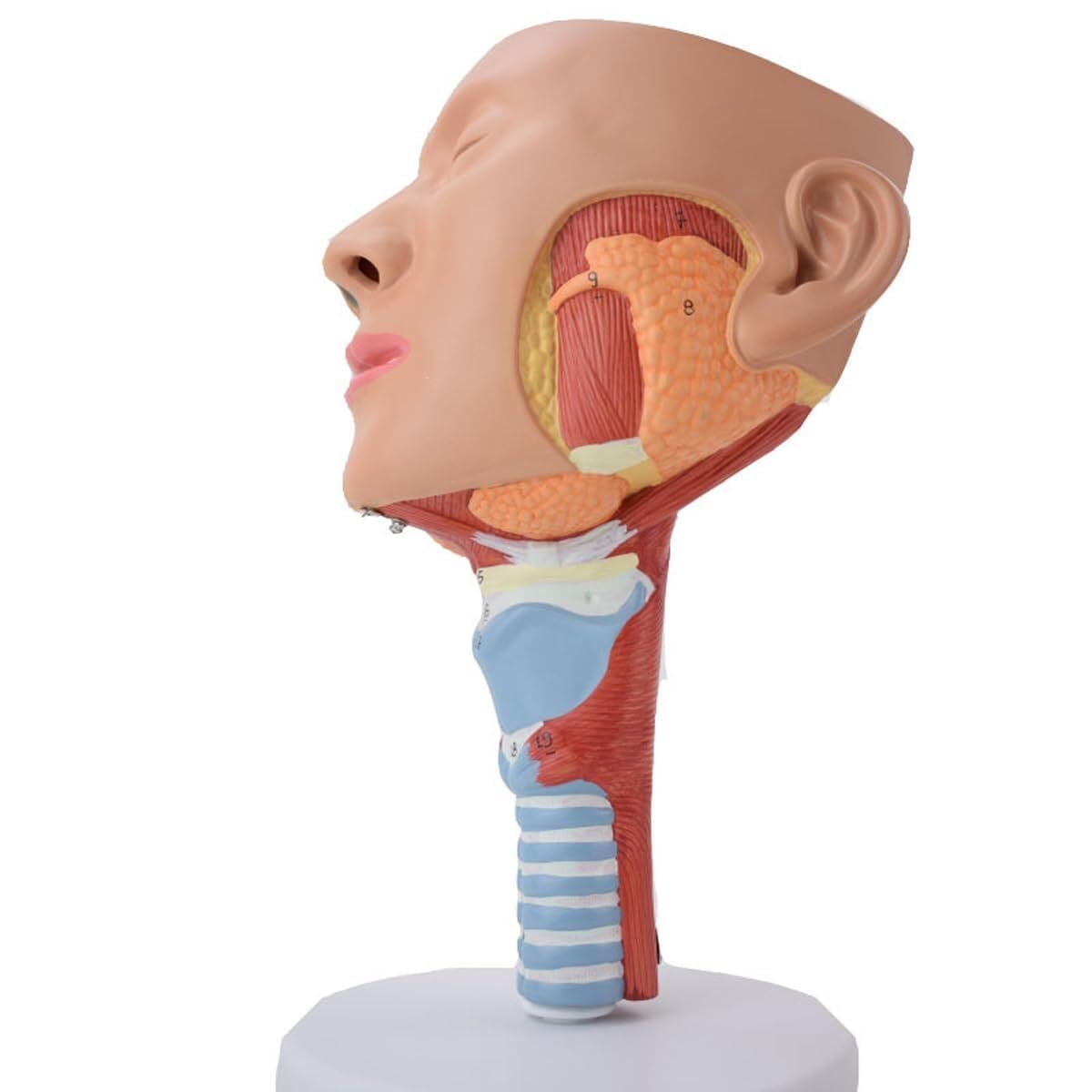 model anatomiczny, Model anatomiczny mięśnia nosowo-gardłowego