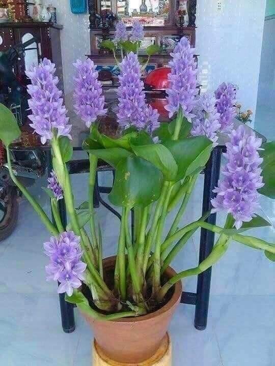 Water Hyacinth Flower Live Plant, Indoor/Outdoor Decoration Plant,Pack of 1 (B0D6CBYKT1) Amazon Price History, Amazon Price Tracker