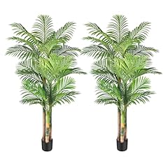 Golden Cane Palm (2 Pack)