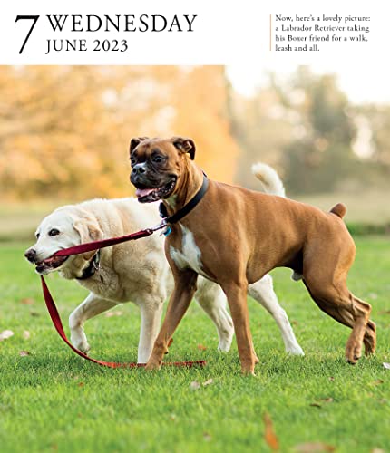 Dog Page-A-Day Gallery Calendar 2023: An Elegant Canine Celebration #TOP5