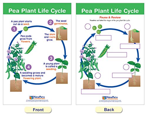 NewPath Learning Life Cycles Bulletin Board Charts, Set/8 - Laminated, Double-Sided, Full-Color, 12" x 18" (94-1504)