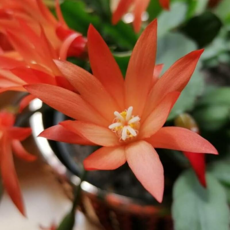 Light Pink Easter Cactus Plants Live, Size 4 Inch Pot Easter Cactus Plants Live Indoor Garden, Live Easter Cactus Flower Plant, Spring Cactus Live Houseplant, Easter Cactus