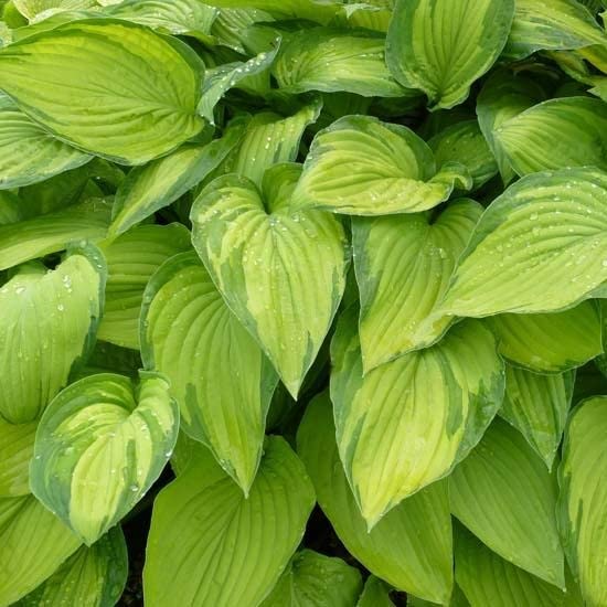 6x Hosta 'Albopicta' – Vaso 9x9 cm – pianta da ombra foglia variegata ornamentale giardino