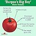 Burpee Big Boy Tomato Seeds 125 seeds