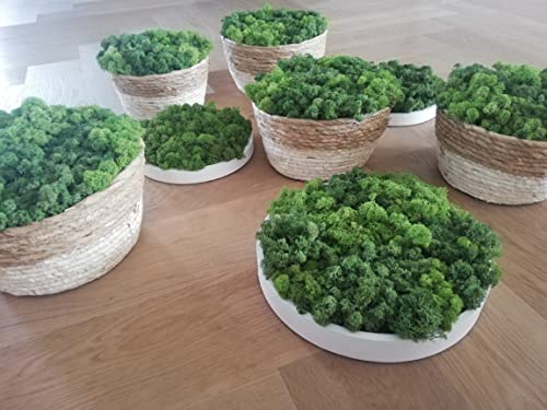 Konserviert Island Moos Deko zum Basteln mit 1000 Gramm künstliches rentiermoos Grass Grün für schöne Osterdeko oder schöne Blumenarrangements oder für den Modellbau