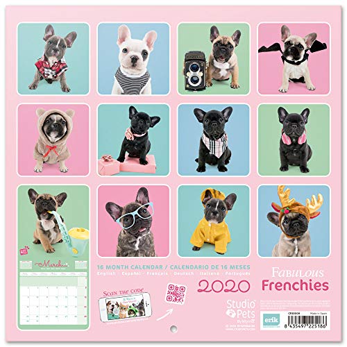 perfect petzzz french bulldog