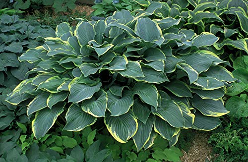 1 Live Potted Plant - Hosta Regal Splendor Large Upright Big Disease- 3" Pot – AB02