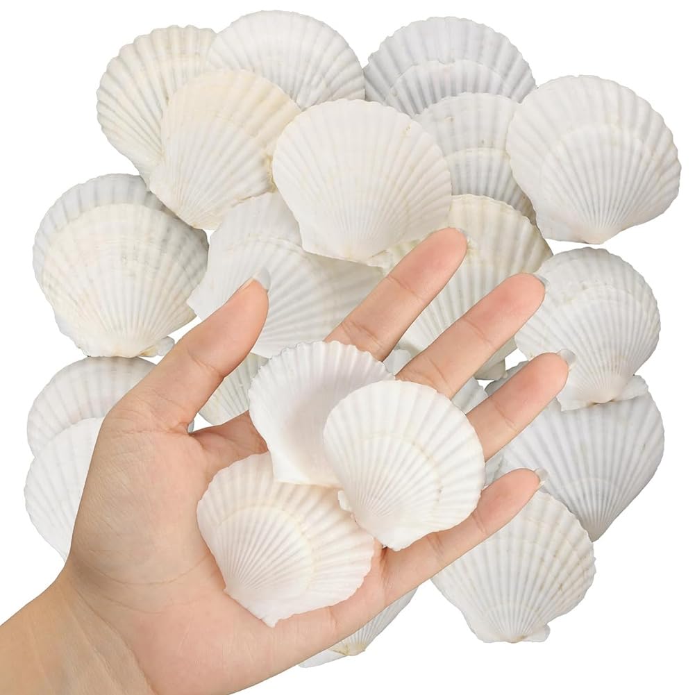 Lot de 40 coquillages naturels Saint-Jacques 3,6 à 6,1 cm - Petits coquillages pour bricolage - Coquillages en grande quantité