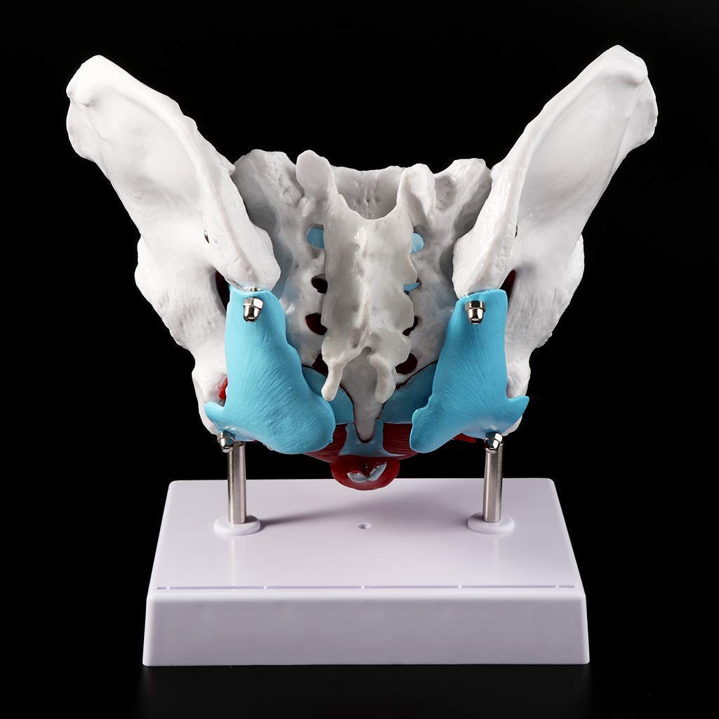 Anatomia Anatomia, Żeński Model Miednicy Mięsień Dna Miednicy, Mięsień Jajnika Mięśni Macicy Macicy Macicy Do Nauczania Zasobów Do Nauczania
