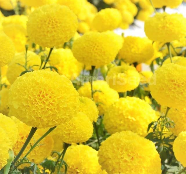 Summer Season Good Fragrance Marigold Yellow Flower "Hybrid" Seeds Special Blooming Best For Your Beautiful Home Garden By Gromax India (B0C2L1NWF1) Amazon Price History, Amazon Price Tracker