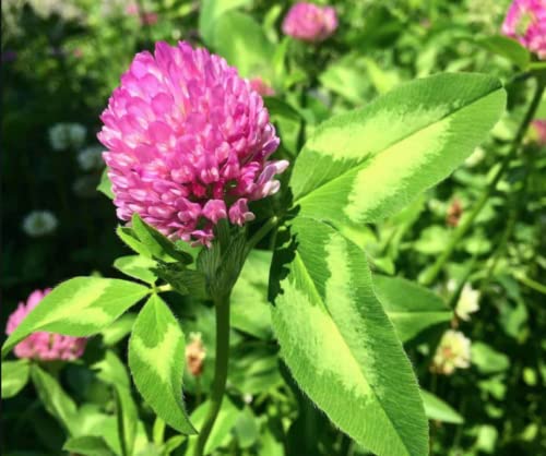 Mixed Clover Flower Wild Seeds, White and Red Variety Pack, Garden Heaven Blend (Red Clover (Trifolium pratense), 100g)