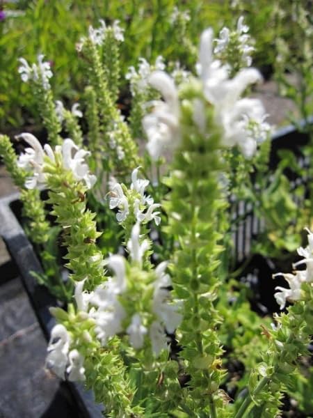 Salvia nemorosa Schneehügel Steppen-Salbei Sommer-Salbei Stückzahl Rabatt 10er-Paket