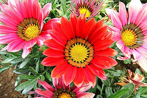 SRI SAI FORESTRY Gazania (Treasure Flower) Mixed Color Ornamental Plant Flower Seeds for Home Garden Terrace Apartments Balcony Pack of 100 (B0825Y58ZJ) Amazon Price History, Amazon Price Tracker
