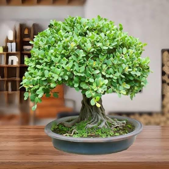 Baisakhi Nursery Banyan Plant tree hybrid original Varaity tree pack of 1 with grow bag (B0CY3W2C3G) Amazon Price History, Amazon Price Tracker