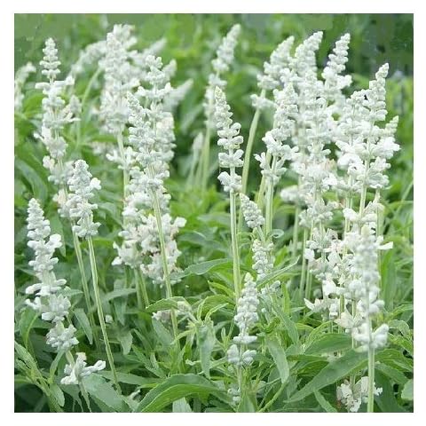 Salvia farinacea 'Victoria White' Flower Seeds Cover