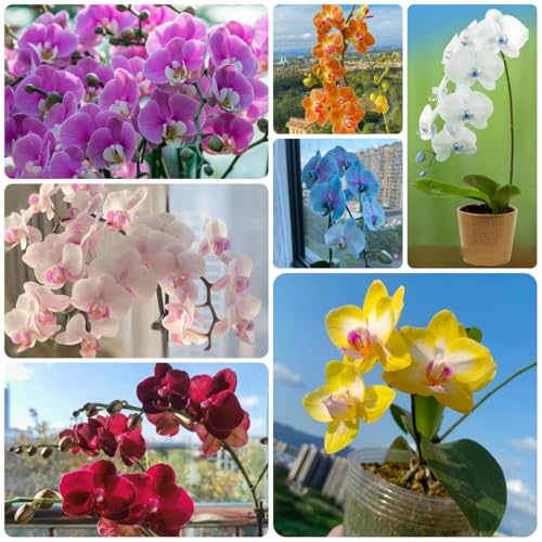 orquídea phalaenopsis - de interior purificadoras de aire semillas orquídea balcón en semillas balcón trepadoras, jardín rocas 300semillas