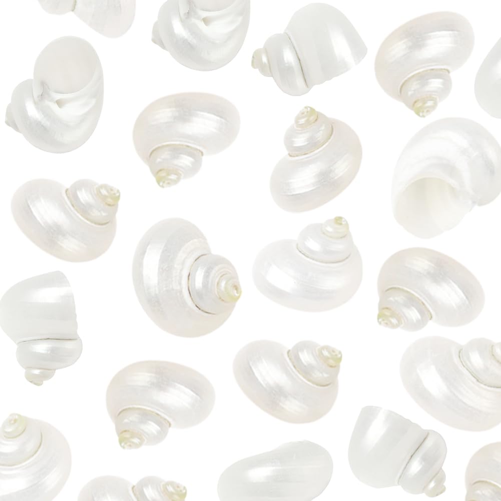 SUNNYCLUE 1 scatola Da 20 pezzi di Conchiglie A Spirale Conchiglie Bianche Naturali Senza Foro Conchiglie A Spirale Turbo Hermit Paguro per Artigianato Riempitivi per Vasi Acquari Spiaggia Feste Decor